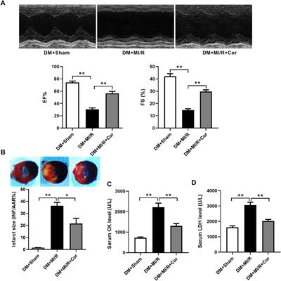 Cordycepin Decreases Ischemia/Reperfusion Injury in Diabetic Hearts via Upregulating AMPK/Mfn2-dependent Mitochondrial Fusion